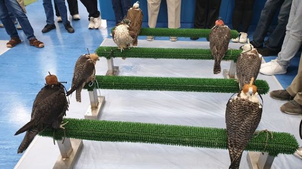 Falcon Tour at Abu Dhabi Falcon Hospital-1